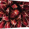 SHOWDOWN EU Scheidingswand Aluminium Rood 1.500 x 450 x 1.500 mm