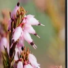 SHOWDOWN Pink Flower Textielen Wanddecoratie Multikleur Aluminium