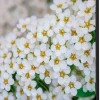 SHOWDOWN White Flower Textielen Wanddecoratie Multikleur Aluminium