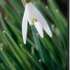 SHOWDOWN White Flower Textielen Wanddecoratie Multikleur Aluminium