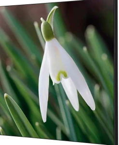 SHOWDOWN White Flower Textielen Wanddecoratie Multikleur Aluminium