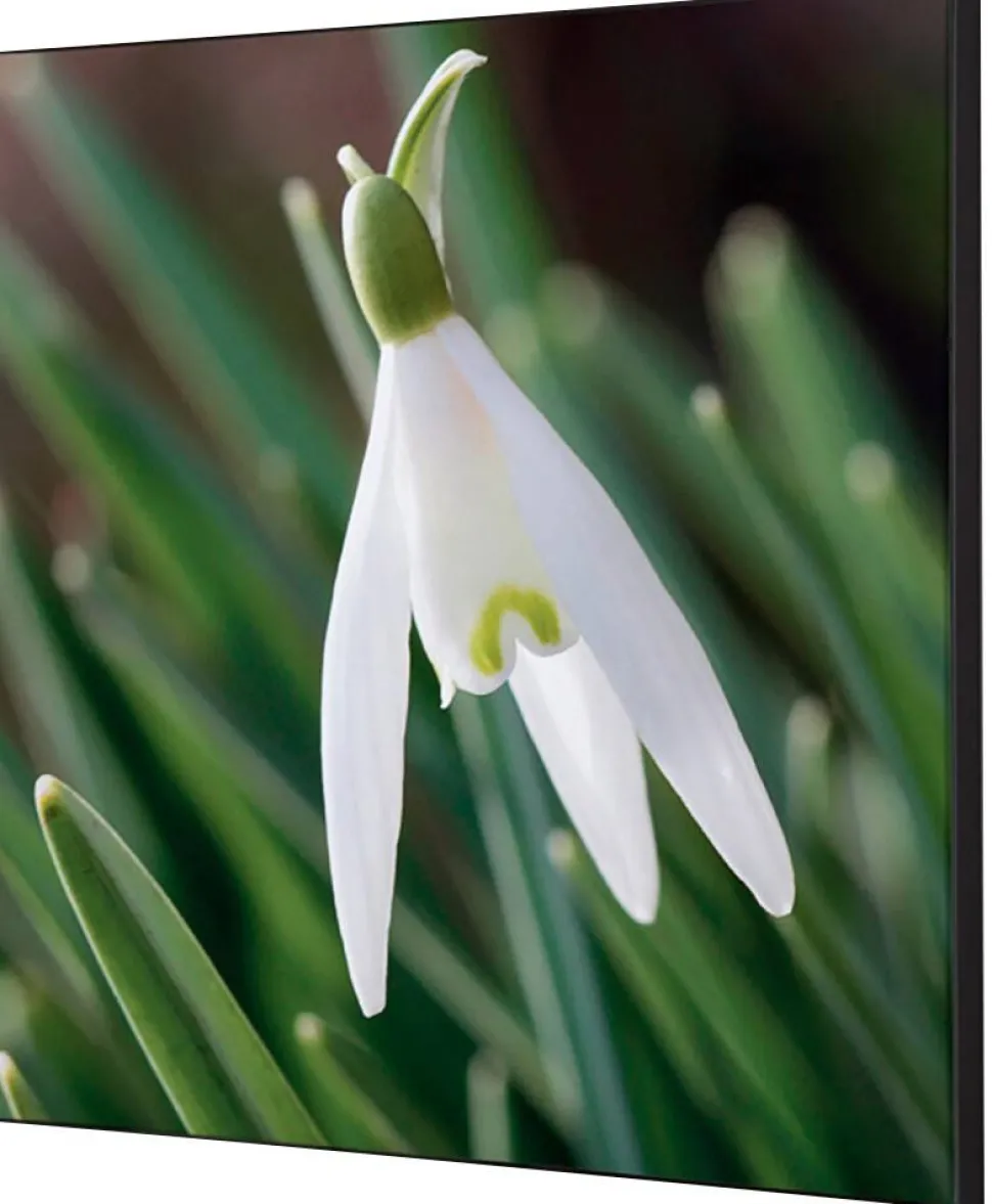 SHOWDOWN White Flower Textielen Wanddecoratie Multikleur Aluminium